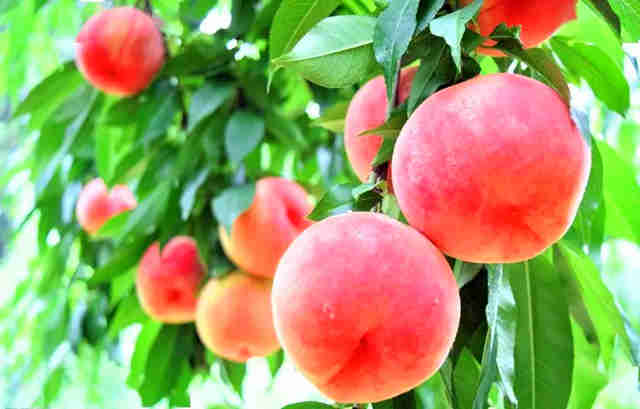 春天最健全的礼物，葫芦岛葫芦古镇春雪红桃成熟啦！